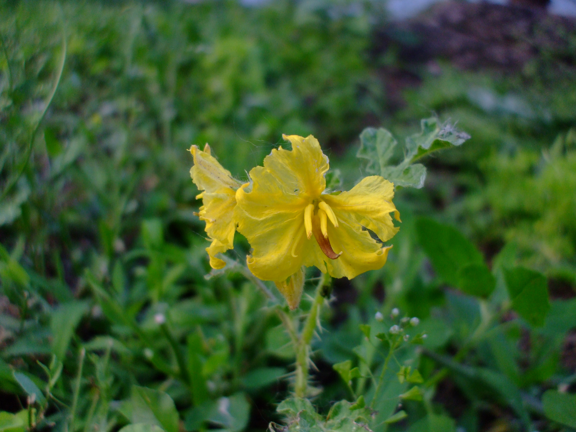 Solanum rostratum